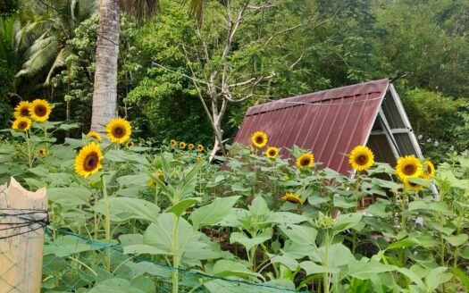 2 Hectares Farm in Mulanay Quezon